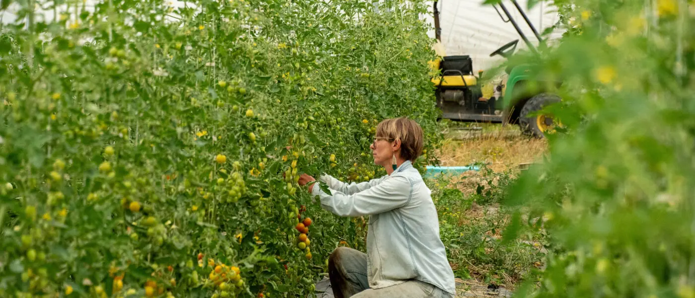 farmer picking cherry tomatoes