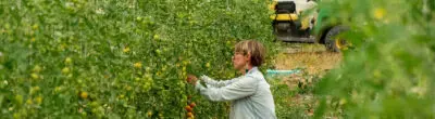 farmer picking cherry tomatoes