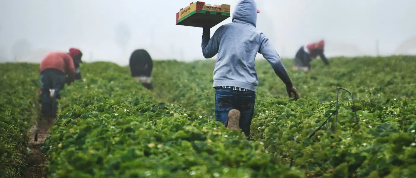 Farmworkers picking strawberries