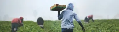 Farmworkers picking strawberries