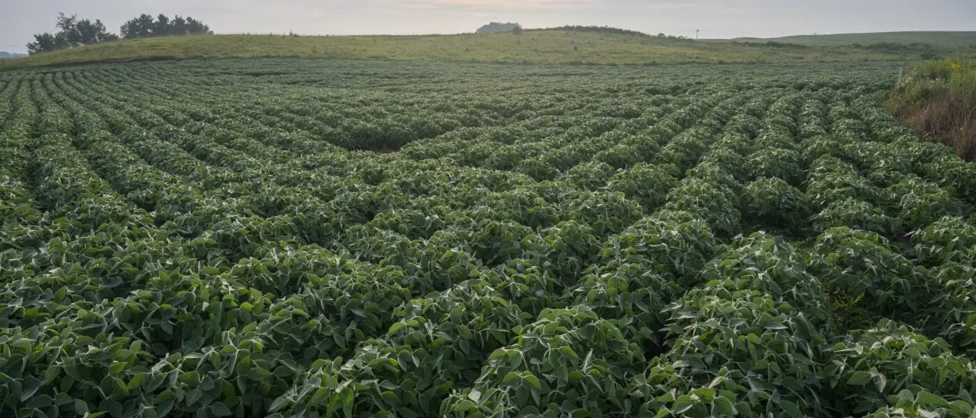 green farm field