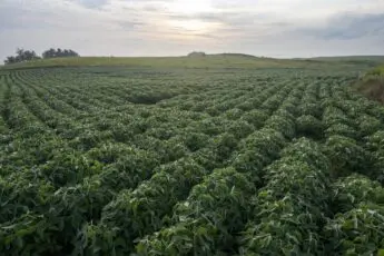 Distressed Farmer Options: Definitions and Considerations Training