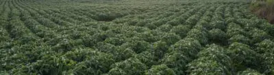 green farm field