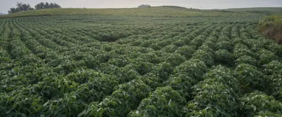 Distressed Farmer Options: Definitions and Considerations Training