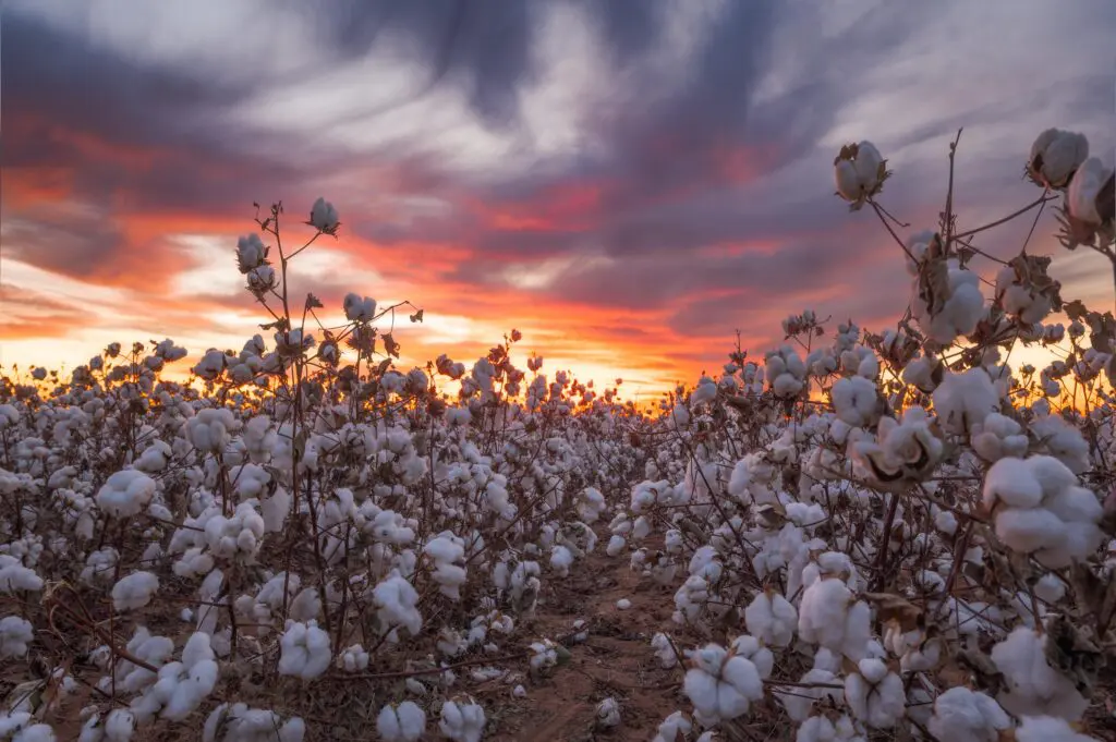 cotton in field at sunset