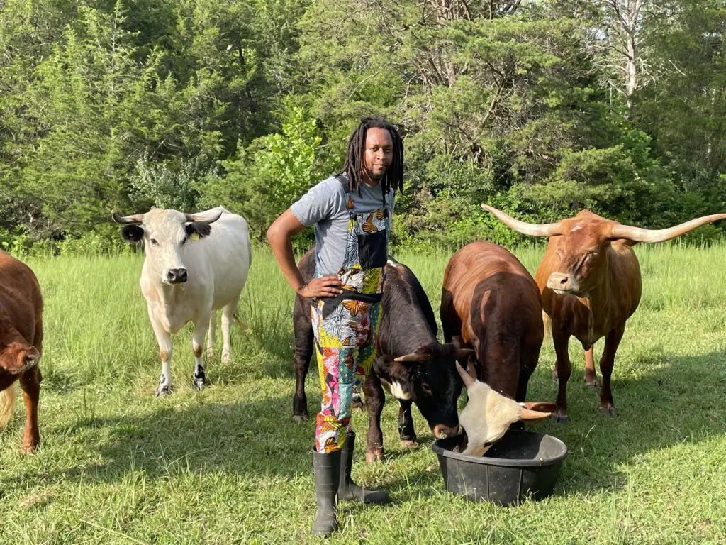 Farmer feeding cows
