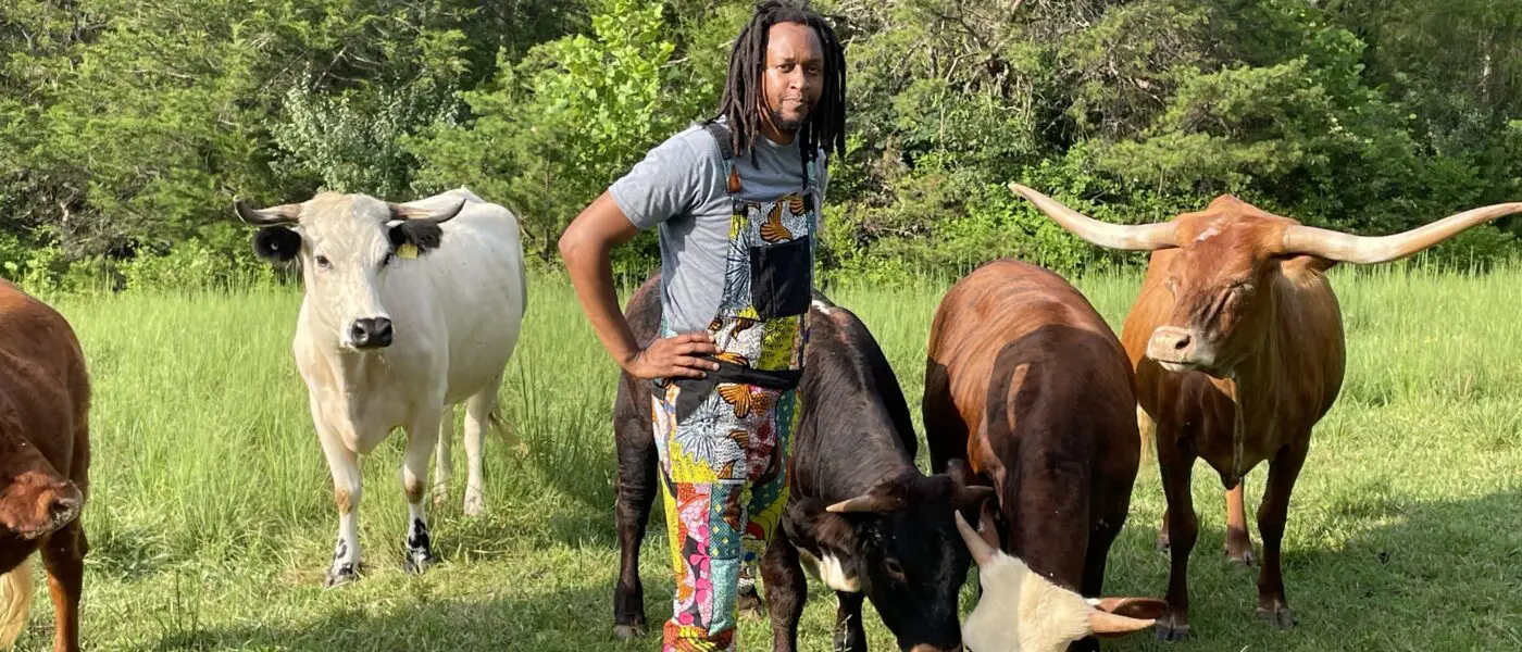 Farmer feeding cows