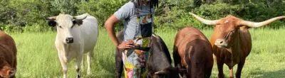 Farmer feeding cows