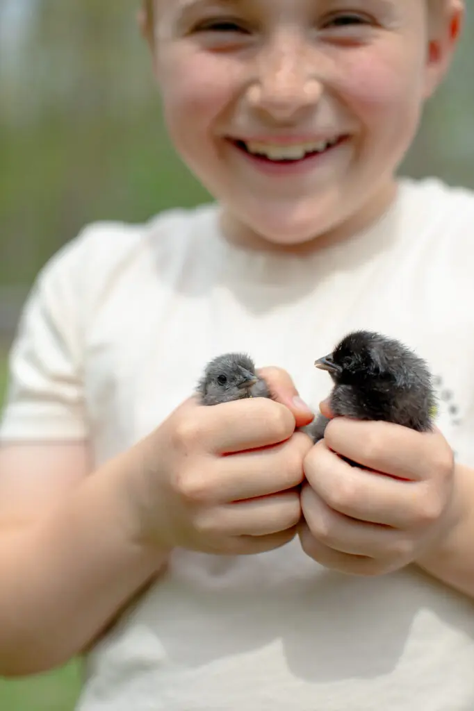 Child holding two chicks