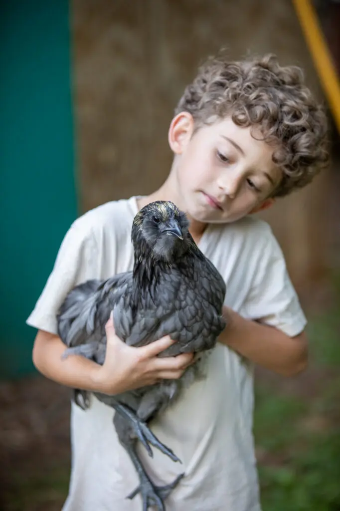 Child holding a chicken