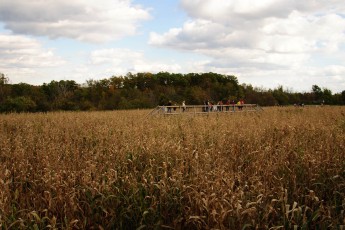 Visiting a farm corn maze: More ways to support family farmers