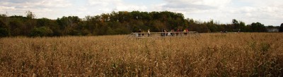 corn maze photo