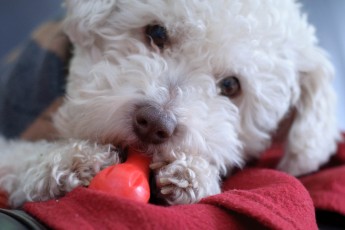 Family Farm Food for Me, Family Farm Food for My Dog?