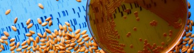 USDA GMO wheat