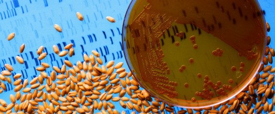 GMOs — Where does Farm Aid stand?