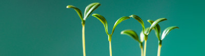 Green Seedlings