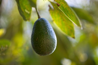 Avocados, Bird Flu, Cooperatives & Other news