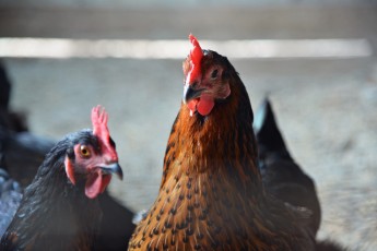 A look at the poultry industry — How does chicken get on your plate?