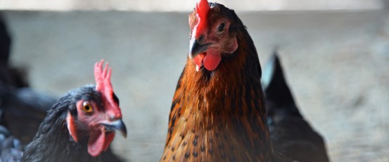 A look at the poultry industry — How does chicken get on your plate?