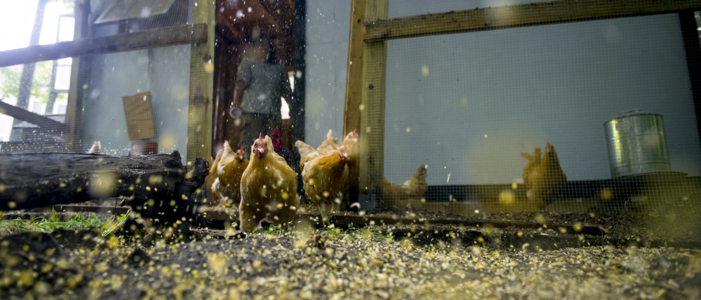 Chickens being fed