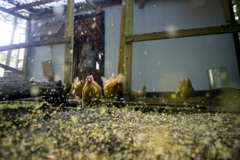 Capitol Hill Quackery: Congress Attacks Poultry Growers (again)