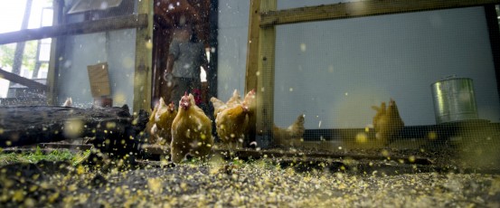 Capitol Hill Quackery: Congress Attacks Poultry Growers (again)