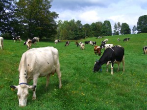 cows in pasture