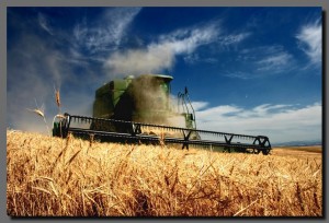 Wheat harvest