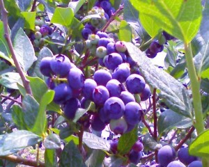 luciano_blueberries