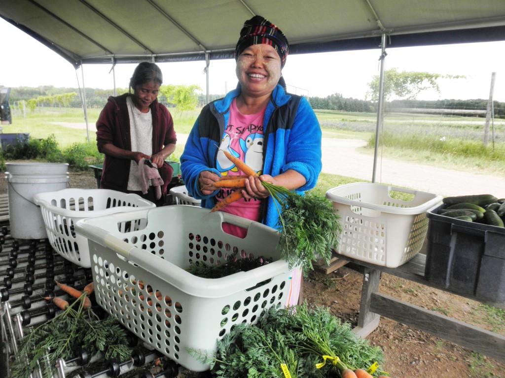 A member of Karen Family Farm bunching and cleaning carrots for the Big River Farms CSA.
