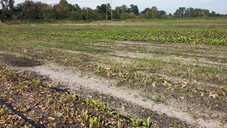 city_roots_farm_flood_damage