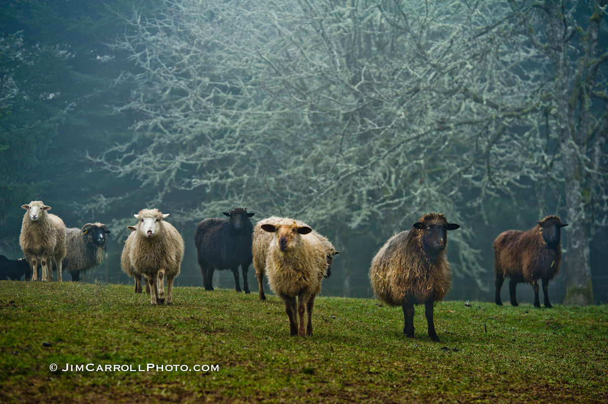 Growing Change: Farmer Veteran Coalition