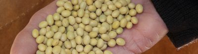 GMO Soybeans