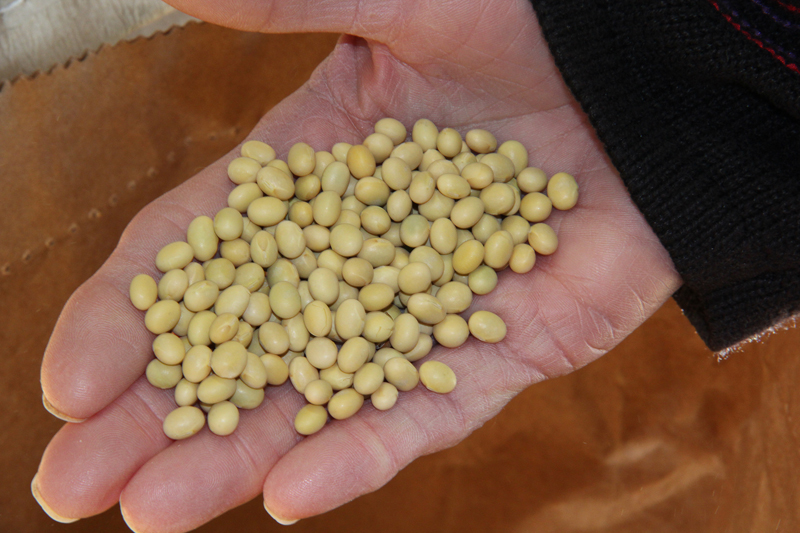 GMO Soybeans