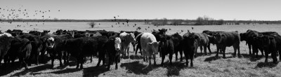 cattle