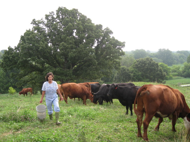 rhonda perry with cows