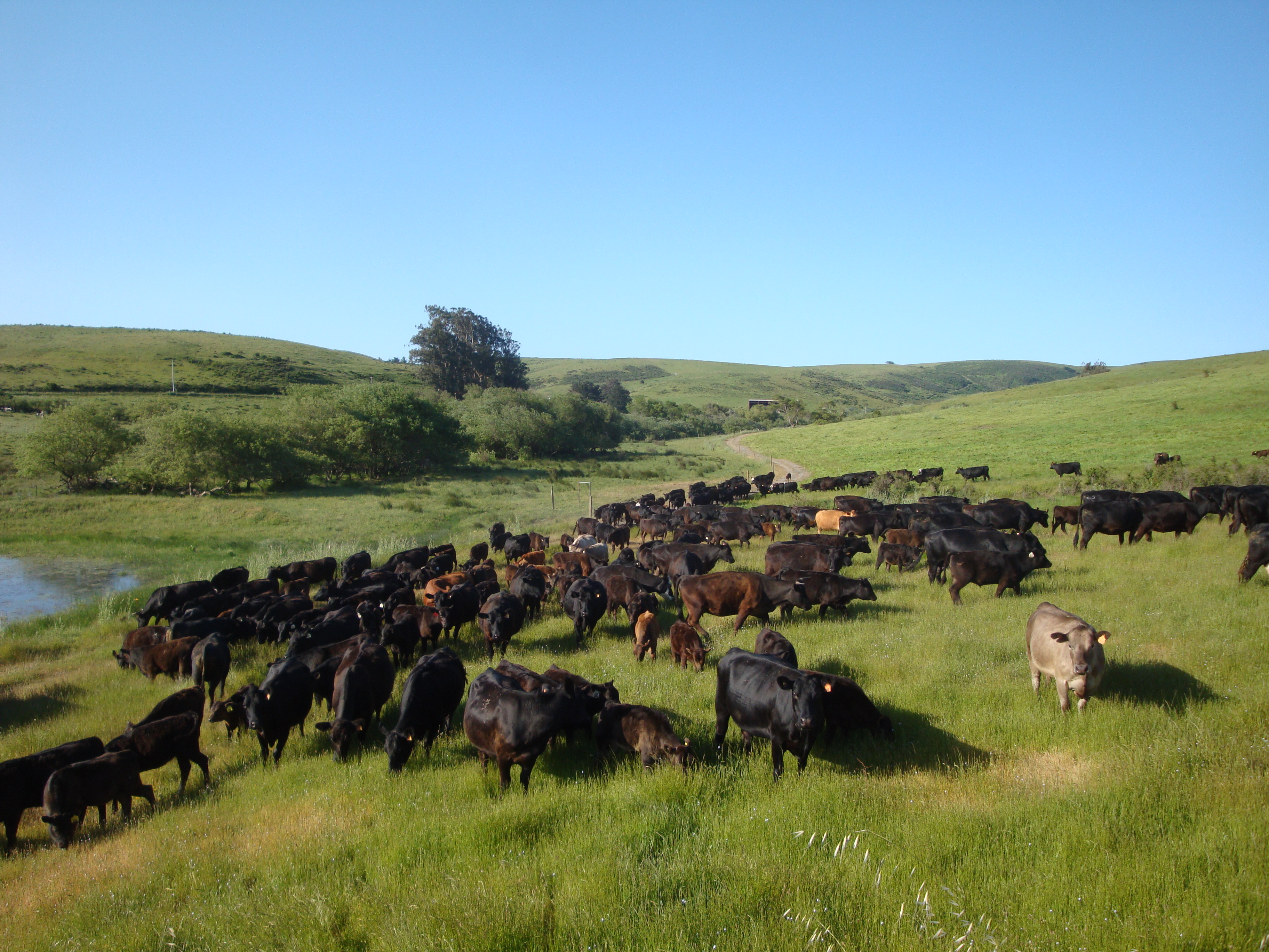 Cows grazing on Guido Frosini's farm 