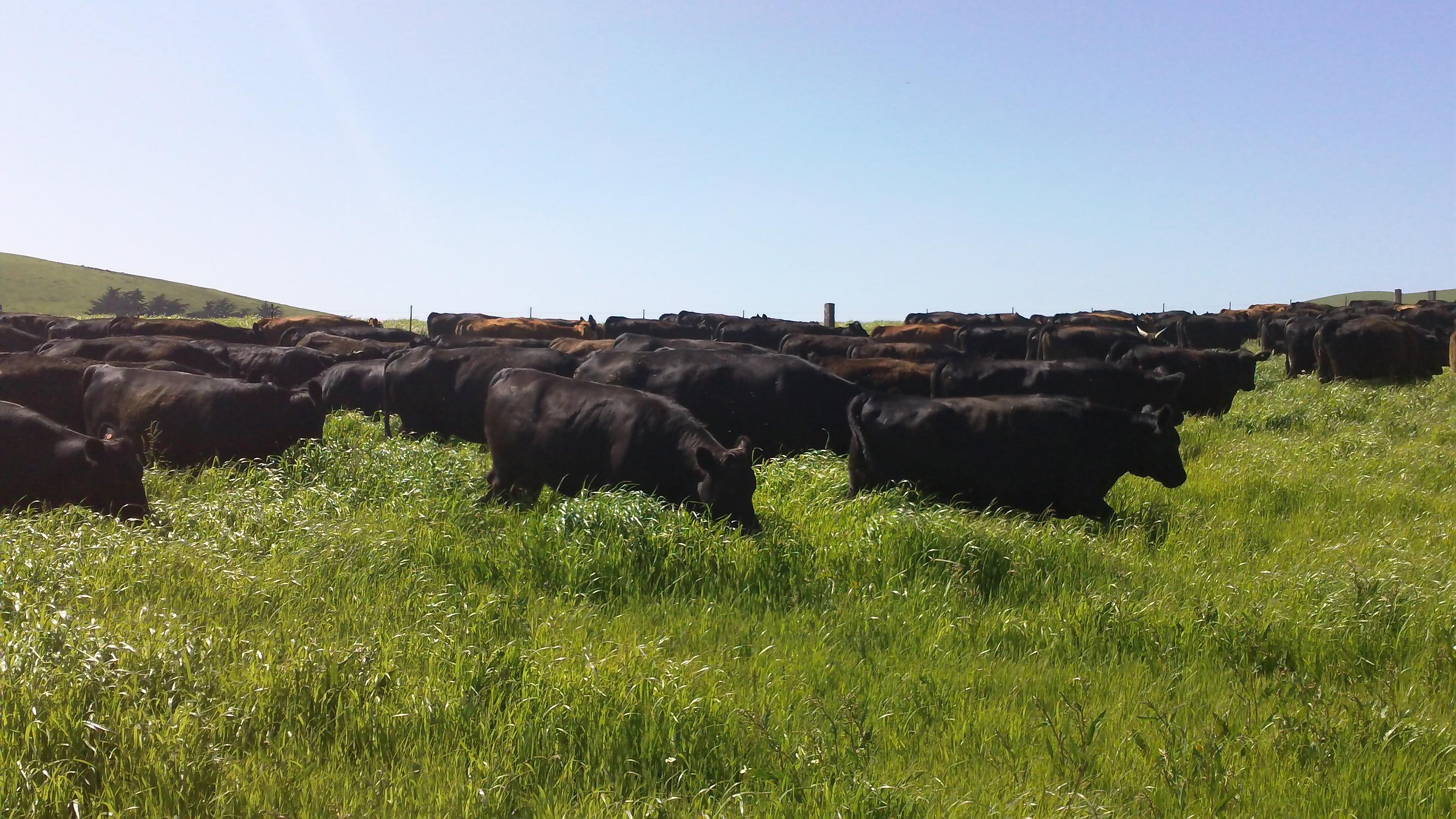 Cows grazing on Guido Frosini's farm