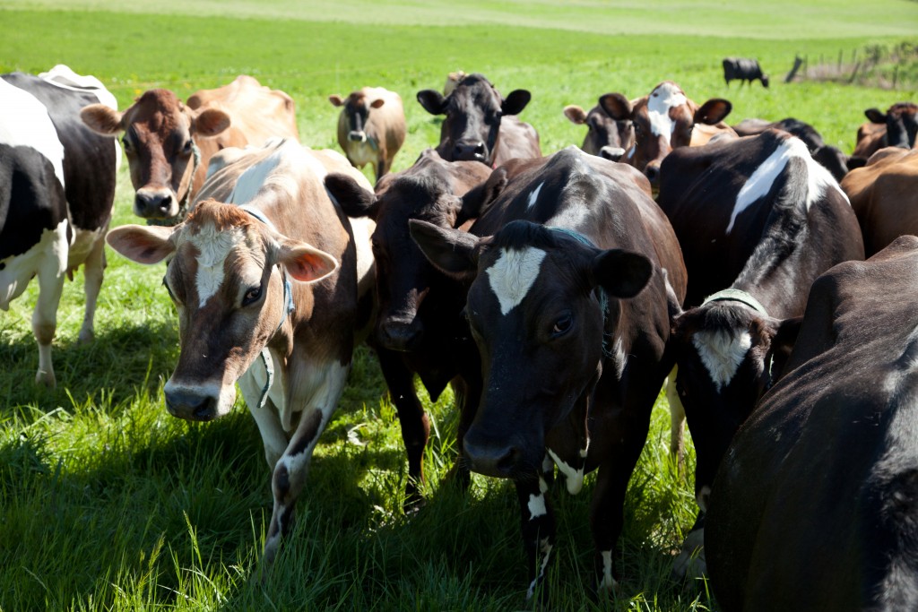 Cows grazing on grass