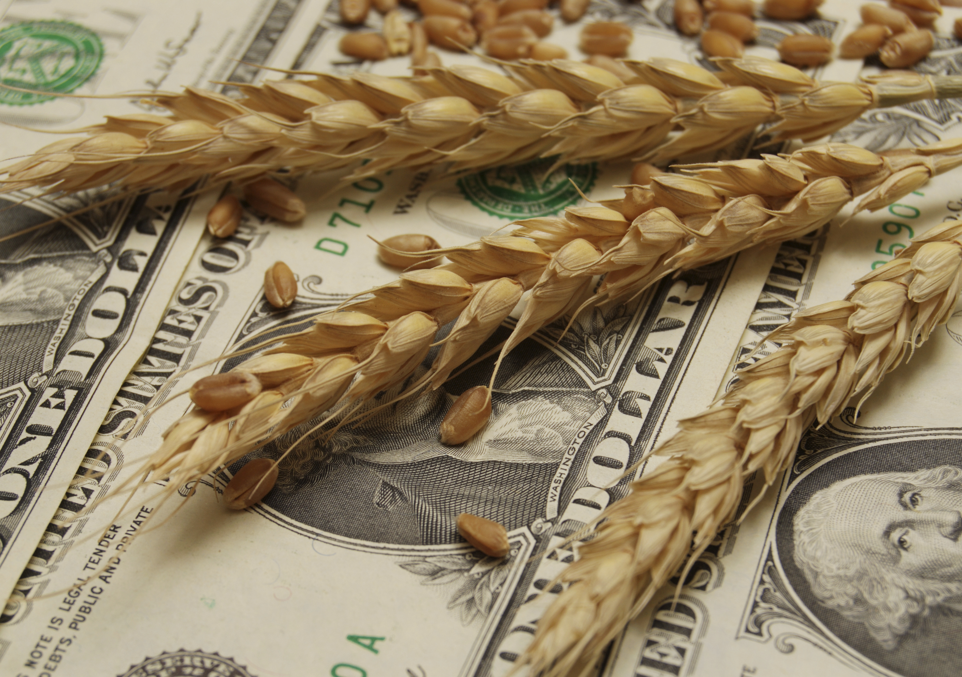 Банкротство сельскохозяйственных организаций. Сельское хозяйство деньги. Зерно и деньги. Пшеница и деньги. Инвестировать в пшеницу.
