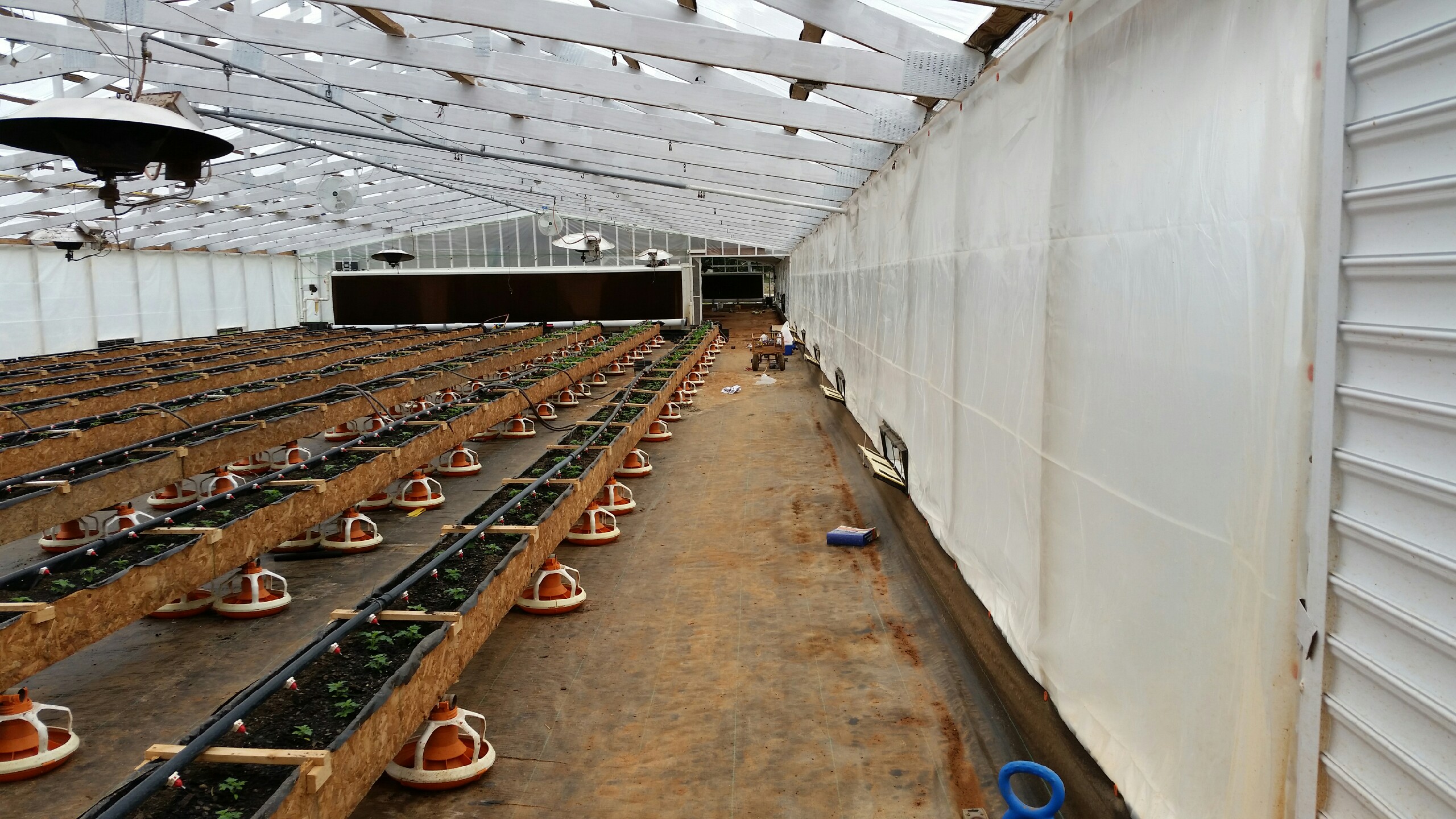 Alternative air conditioning for chickens turns into a way to cool the greenhouses