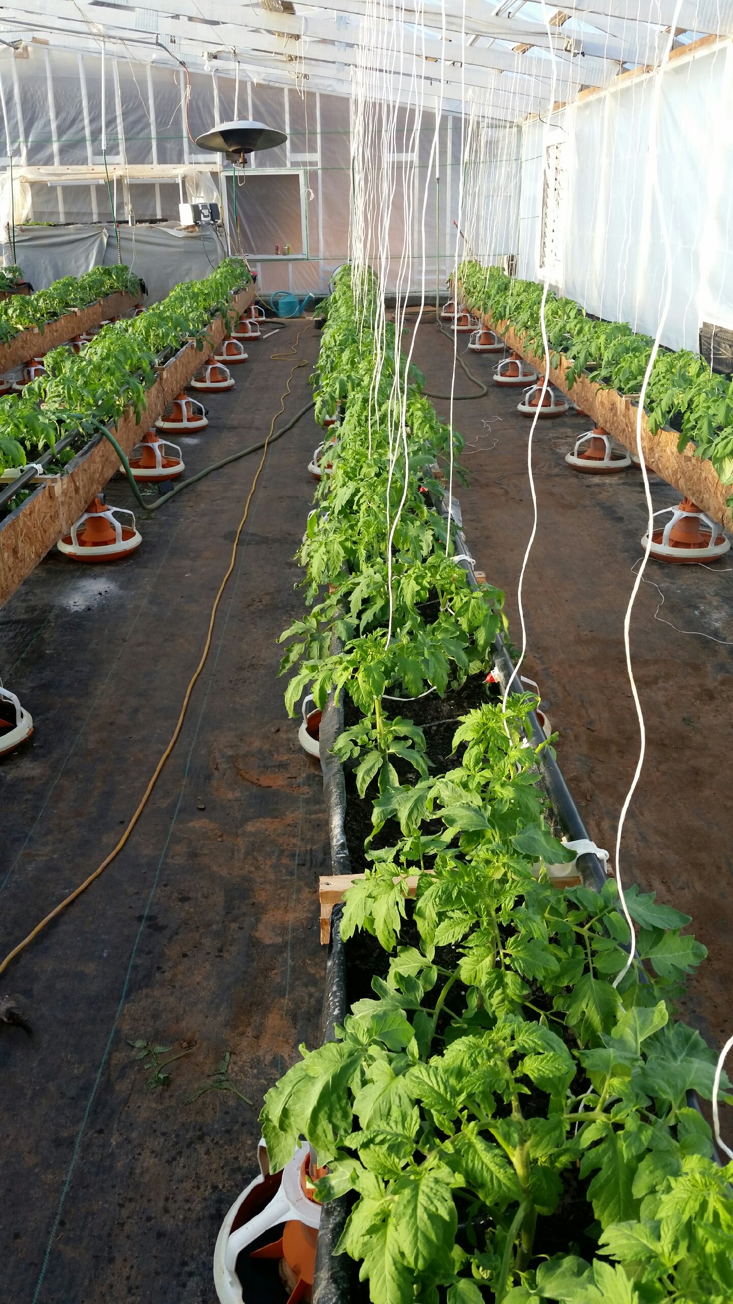 Holding up the tomato plants with string