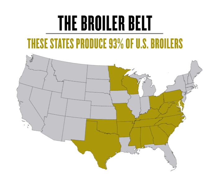 the broiler belt