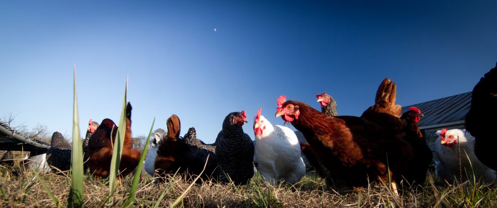 Chickens on Carole's farm
