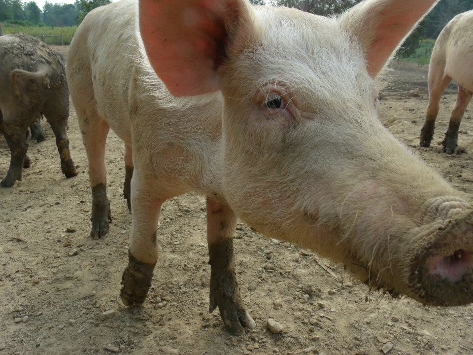 Cute pig at Happy Family Ranch
