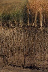 Comparison of Wheatgrass and Wheat roots at the Land Institute, Salina, Kansas.