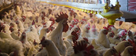 Farm Aid Applauds New Rule Bringing Transparency to Contract Poultry Industry