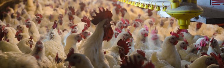 Farm Aid is Pleased to See First Steps to Create a Fairer Poultry Industry