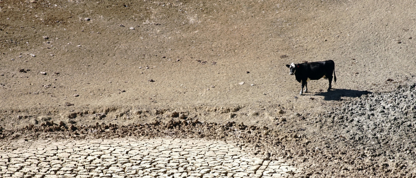 cow in dry soil by cynthia mendoza from USDA