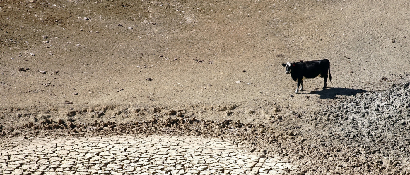 cow in dry soil by cynthia mendoza from USDA